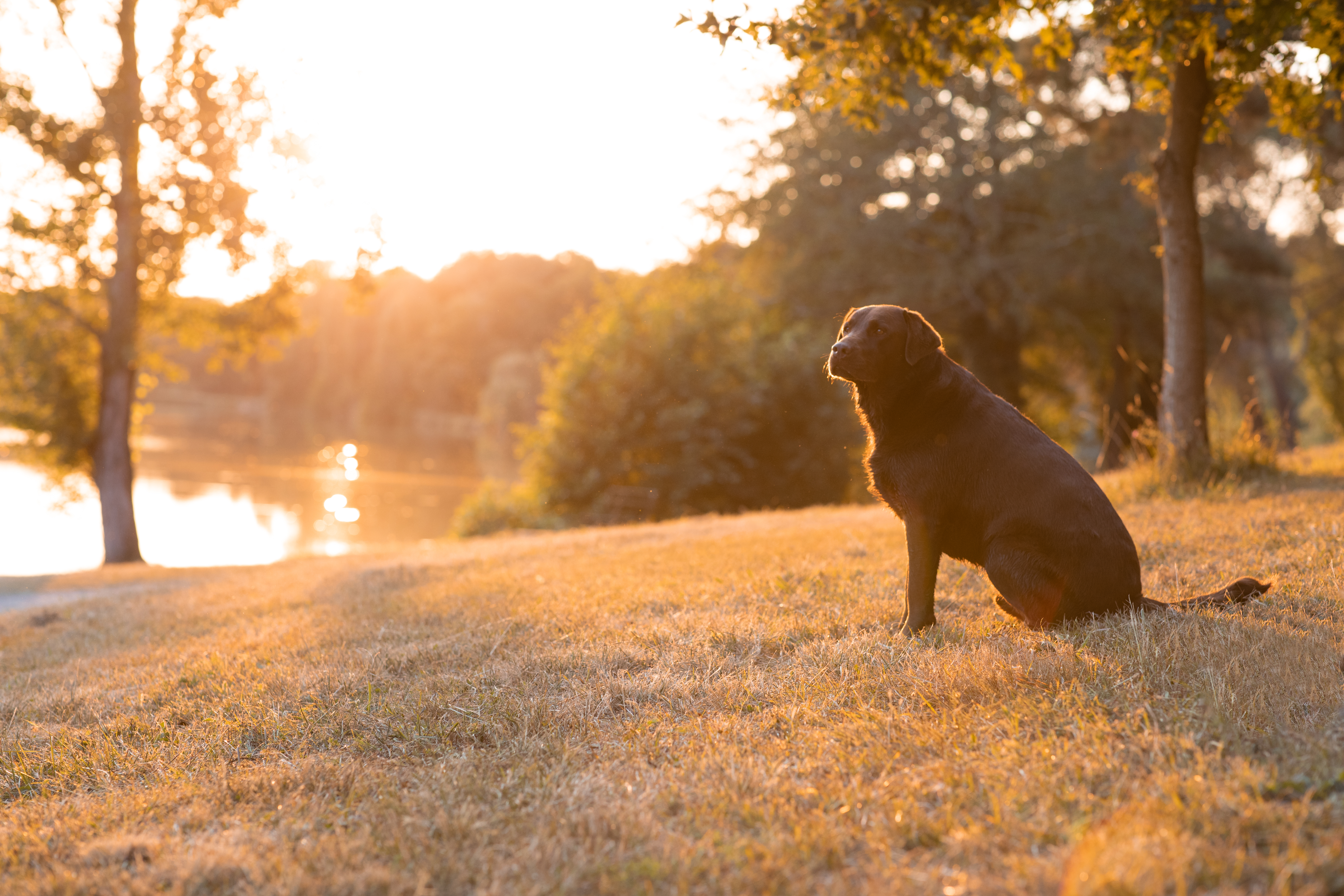 portrait famille le chien